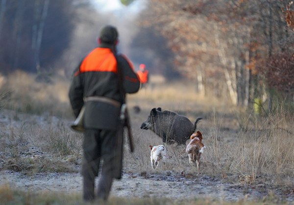 Info Chasse – Janvier 2025